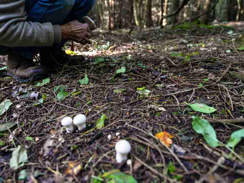 Mushroom Hunting