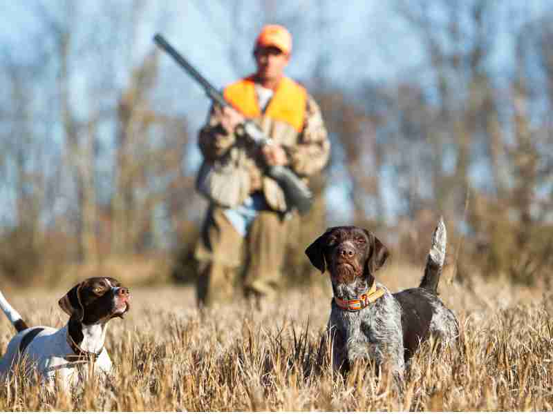 Train A Dog For Hunting