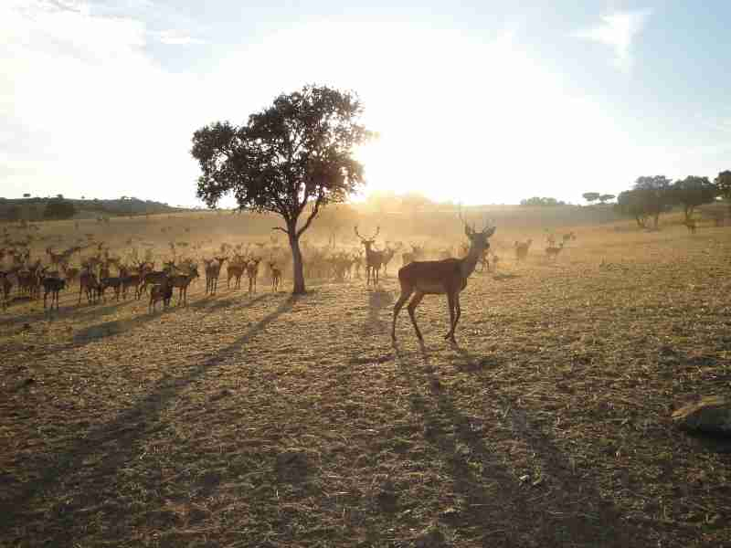 What group sets hunting regulations