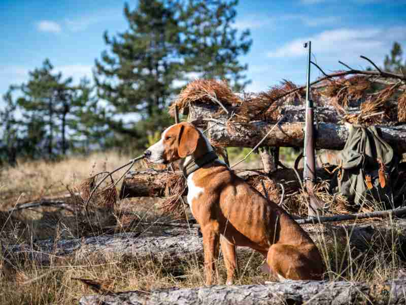 What Is The Best Dog For Hunting