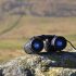 How Far Can You See With 10×42 Binoculars?