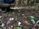Where To Go Mushroom Hunting Near Me In USA?